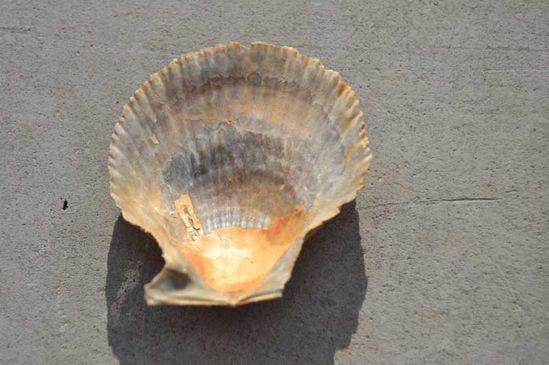 bivalve emiliano 10